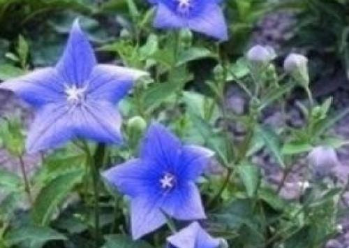 Balloon Platycodon grandiflorus Seeds