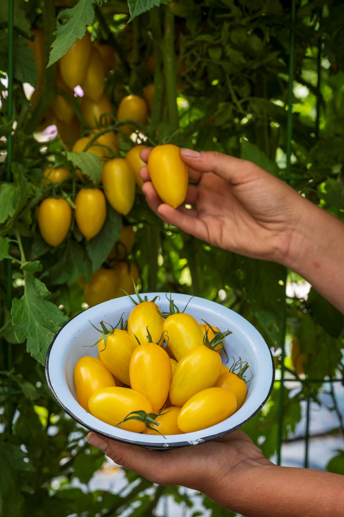 Tomato Bliss F1 Hybrid Seeds