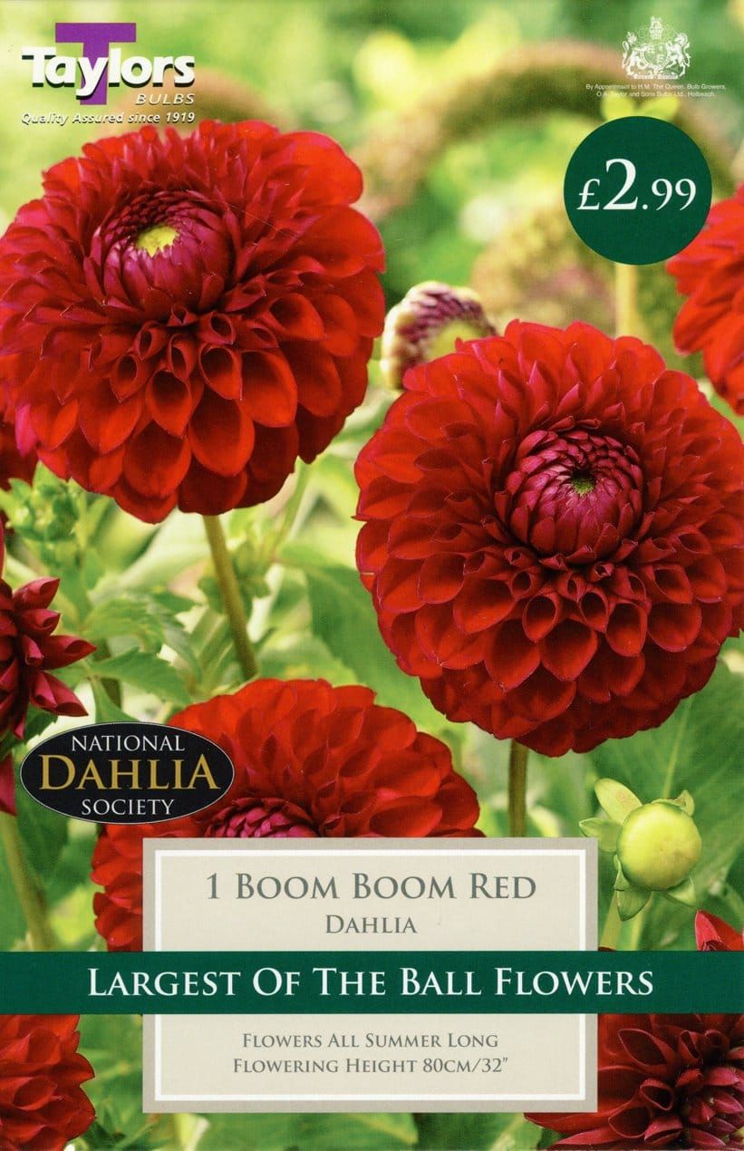 Taylors Flower - Dahlia - Ball Type - Boom Boom Red - 1 Tuber
