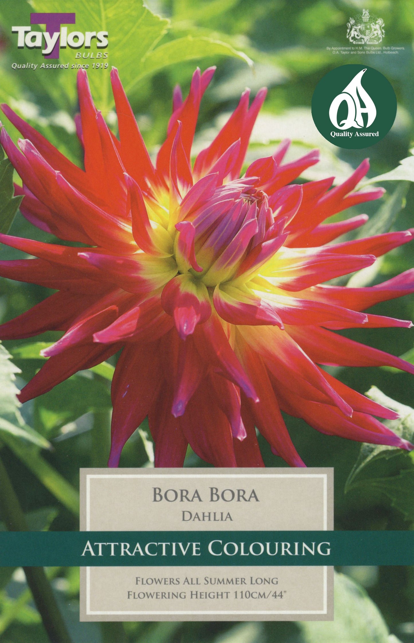 Taylors Flower Dahlia Bora Bora 1 Tuber