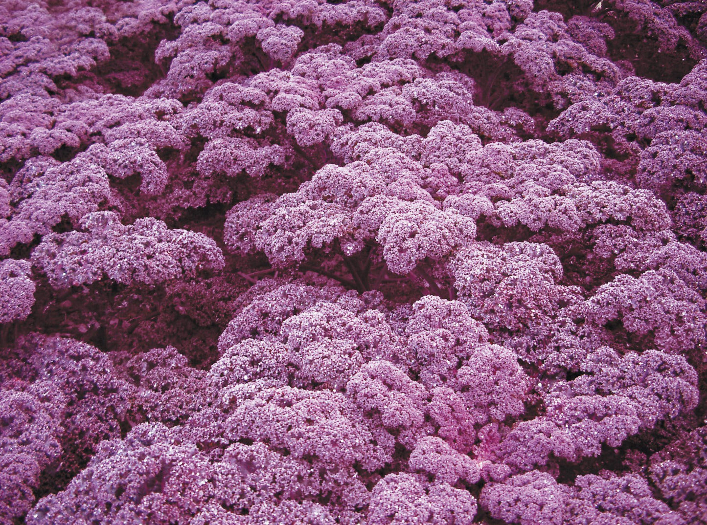 Borecole Redbor F1 Hybrid Seeds