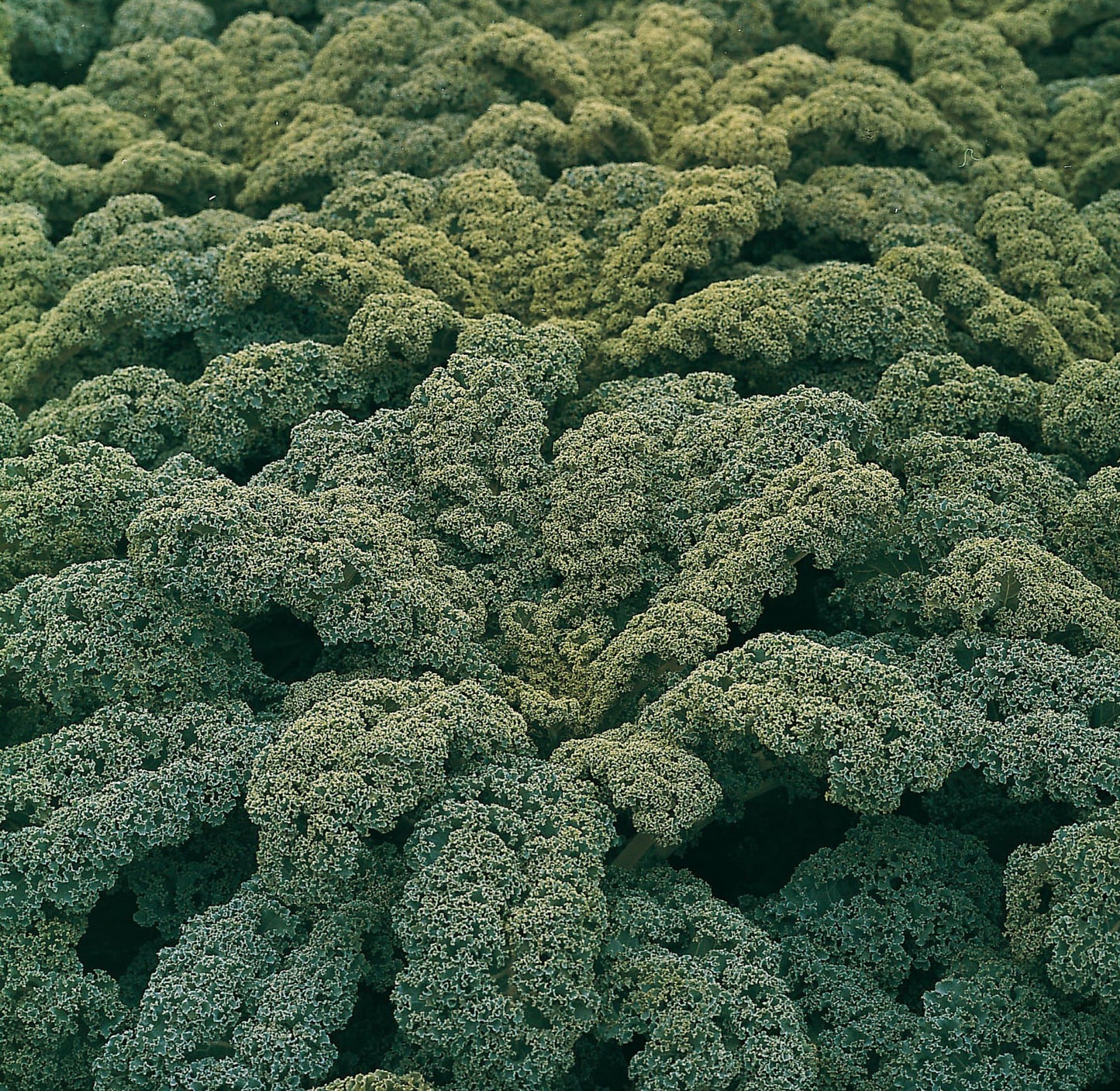Borecole Winterbor F1 Hybrid Seeds