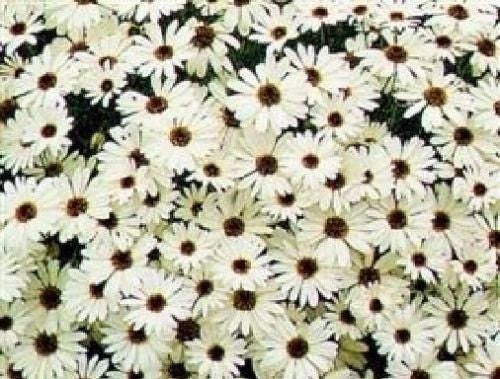 Brachyscome White Splendour Seeds