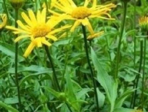 Buphthalmum Sunwheel Seeds