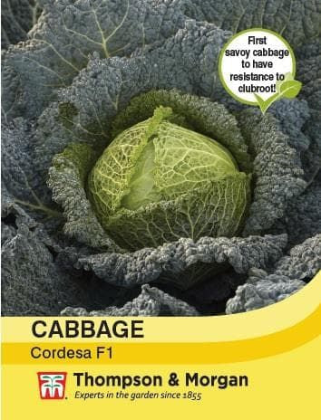 Thompson & Morgan Cabbage Savoy Cordesa F1 Hybrid 10 seed