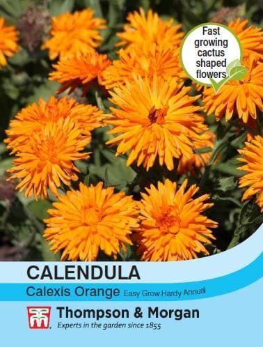 Thompson & Morgan Calendula Calexis Orange 50 seed