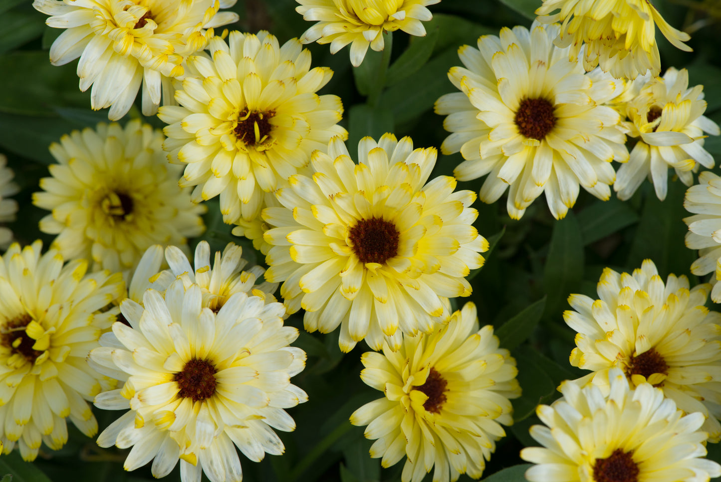 Calendula Officinalis Pot Marigold Lemon Twist Seeds