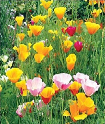 Californian Poppy Mix Eschscholzia california Seeds