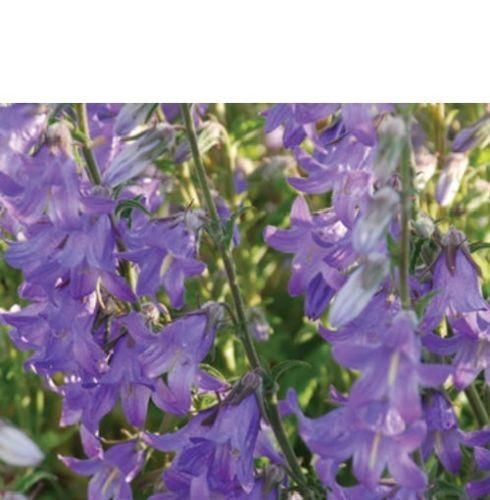 Campanula rigidipila Seeds