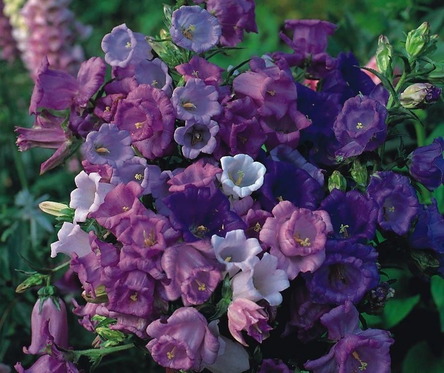 Canterbury Bells Cup and Saucer Mix Seeds