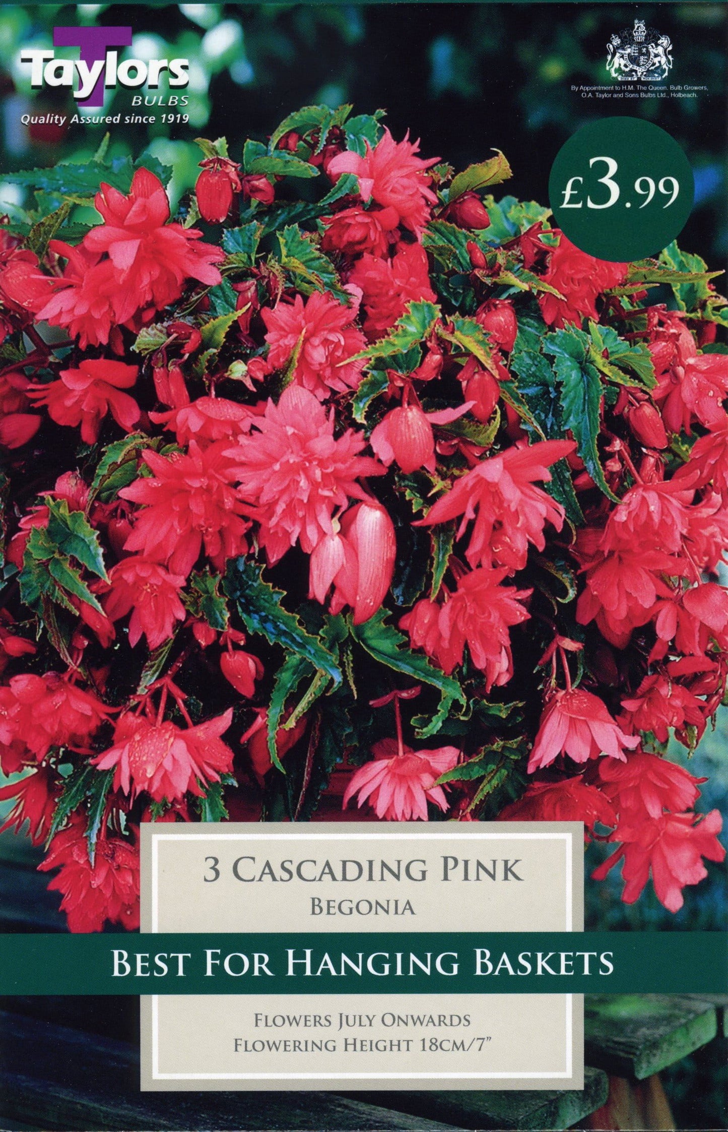 Taylors Begonia - Cascading Pink - 3 Tubers - Hanging Basket
