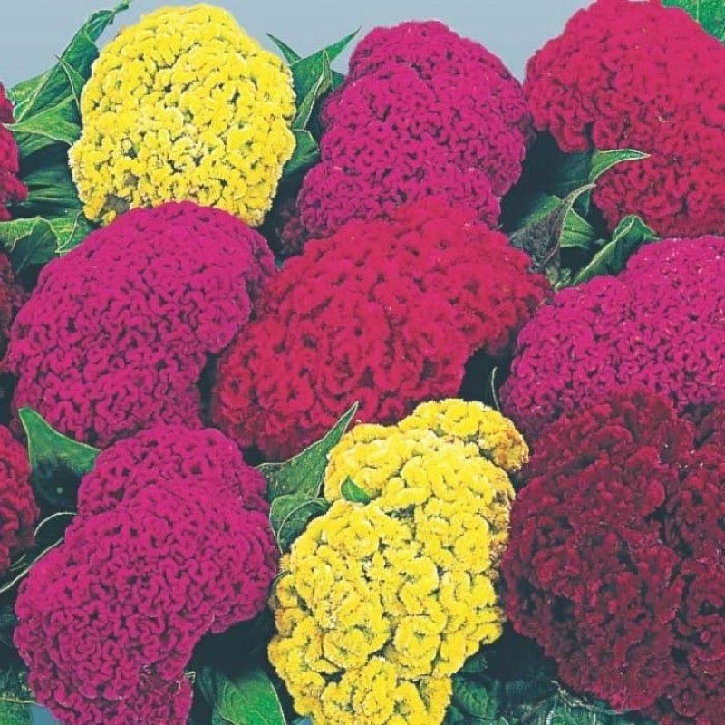 Celosia cristata Amigo Mix Seeds