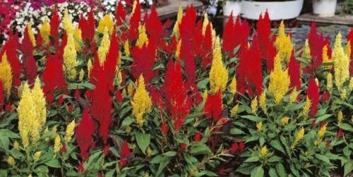 Celosia Cristata Century Mixed Seeds