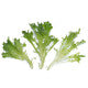 Lettuce Dark Green Incised Chapman RZ Seeds