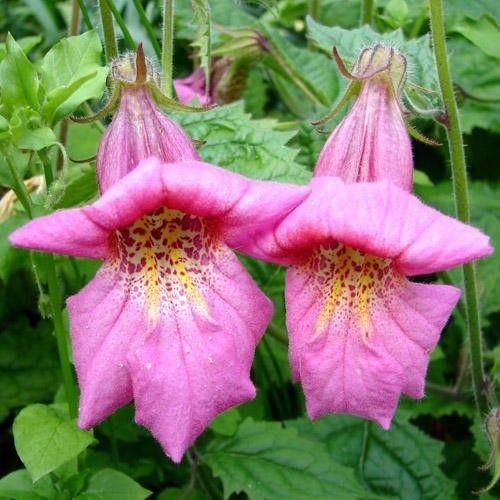 Chinese Foxglove Rehmannia elata Seeds