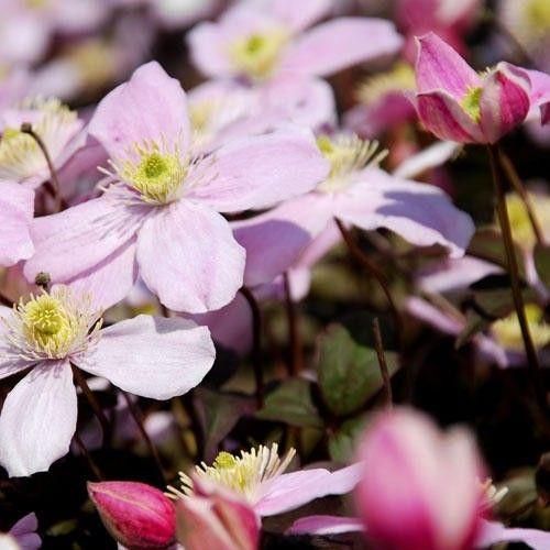 Clematis montana Seeds