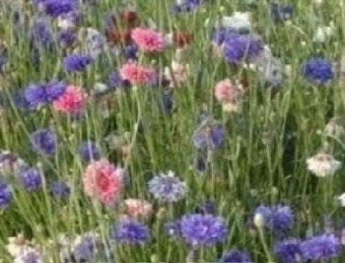 Cornflower Special Mix Seeds
