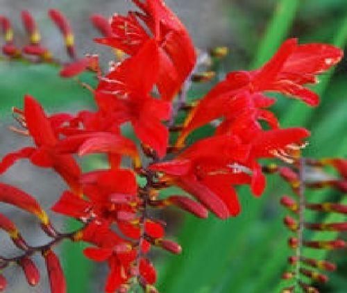 Crocosmia Lucifer Seeds
