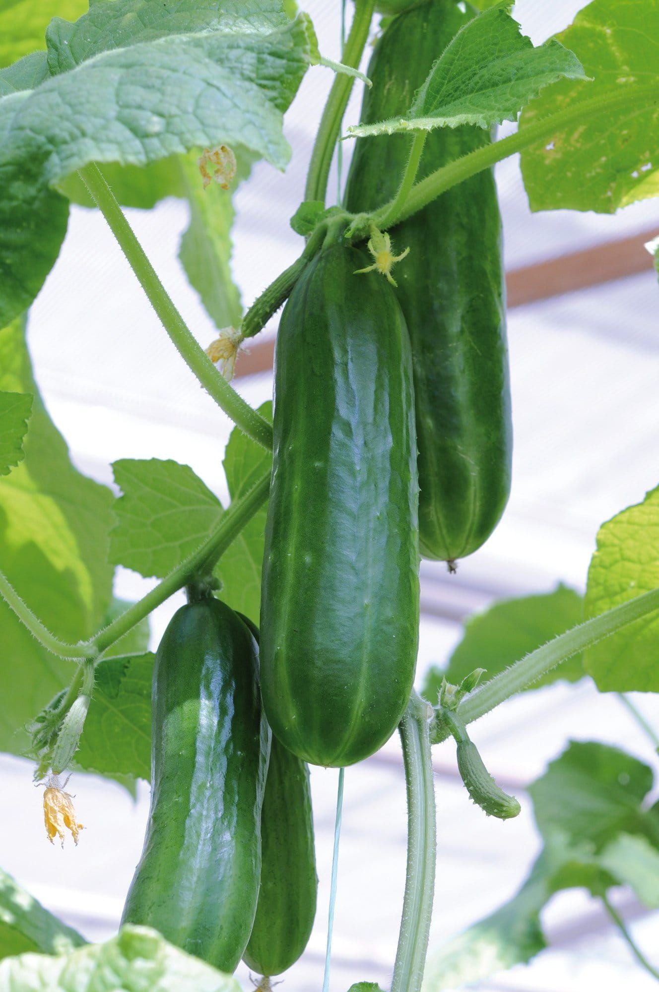 Cucumber Passandra F1 Hybrid Seeds