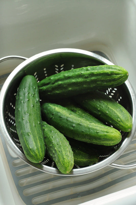 Cucumber Patio Snacker Seeds