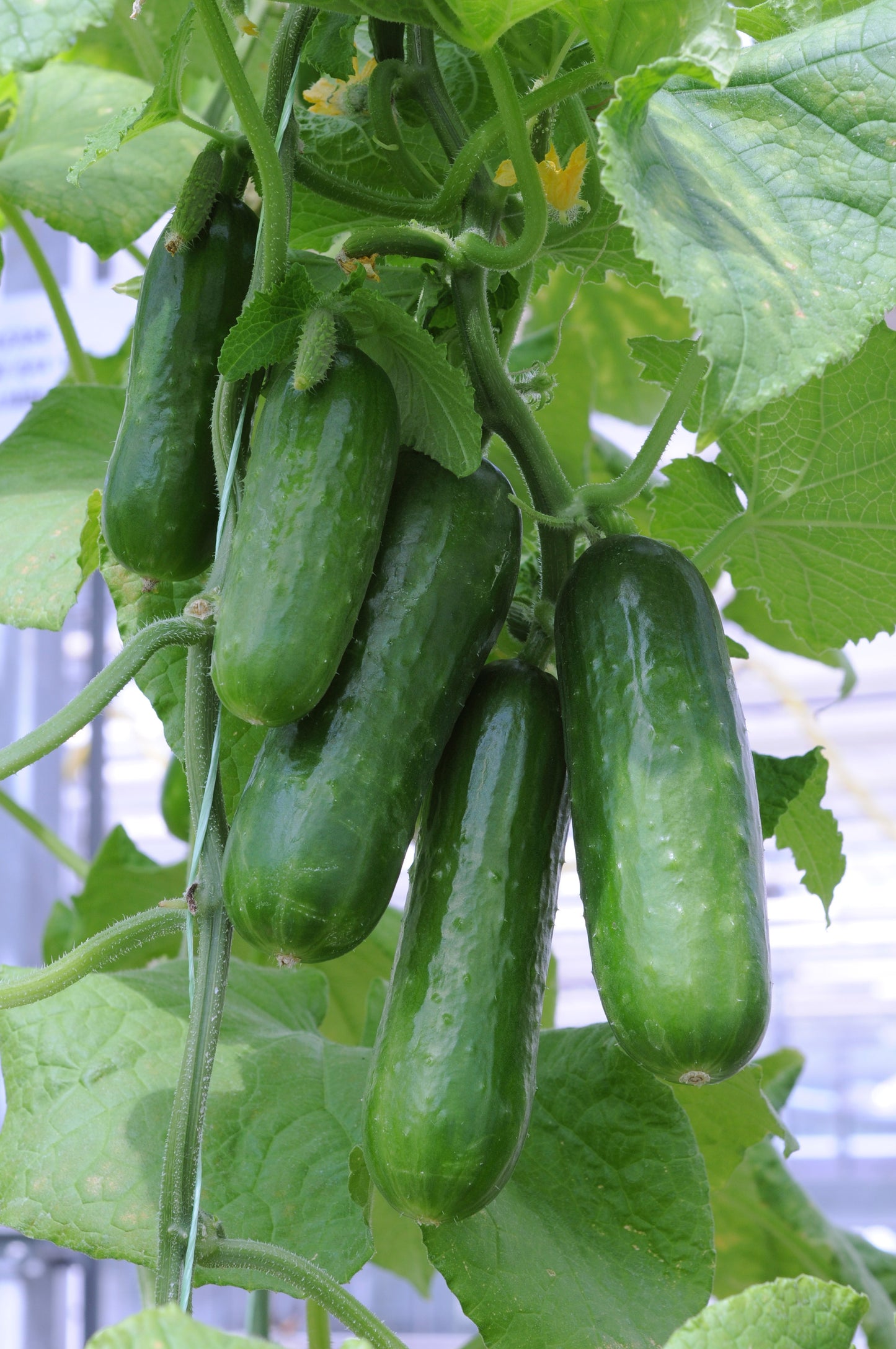 Cucumber Picolino F1 Hybrid Seeds