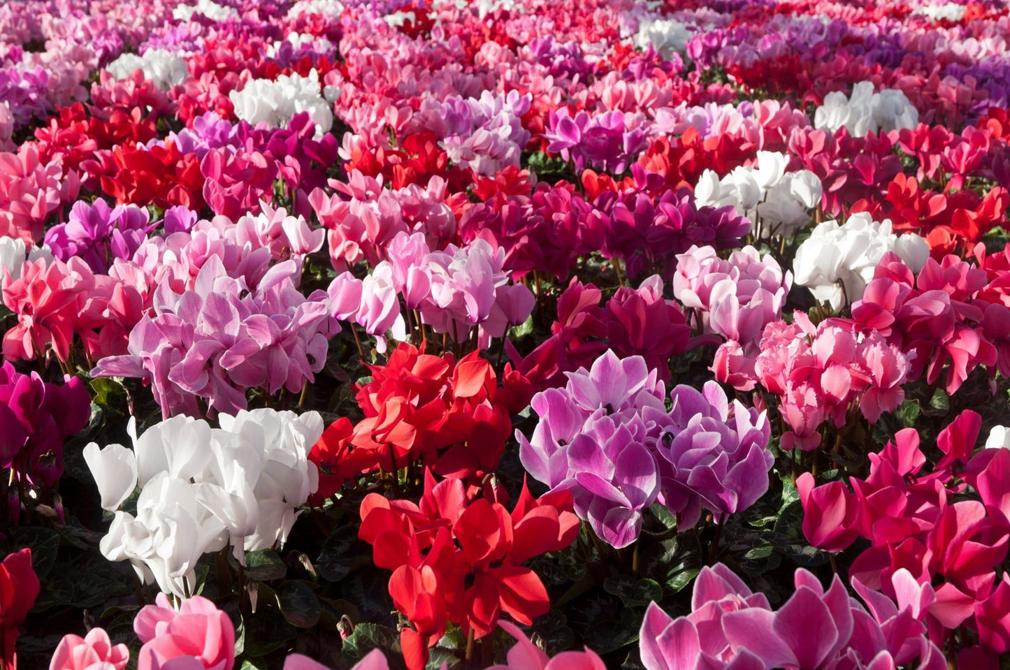 Cyclamen Halios Mix Seeds