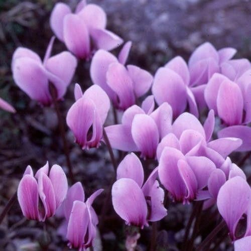 Cyclamen neapolitanum Seeds