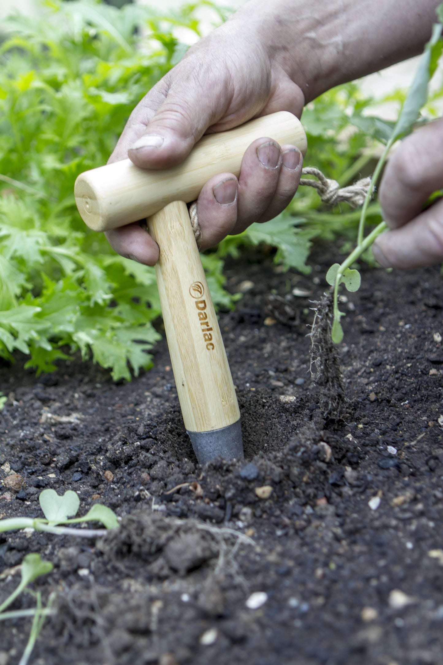 Darlac DP2549 Bamboo Dibber UK SHIPPING ONLY