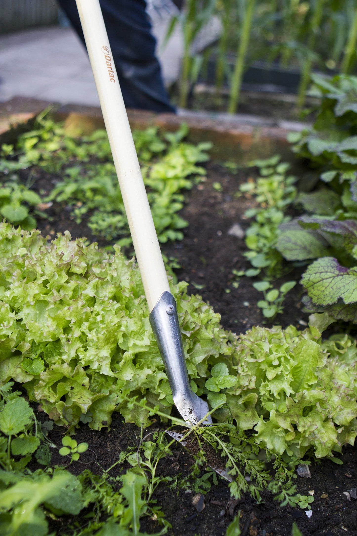 Darlac DP2591 Weeding Spear Hoe Long Handle UK SHIPPING ONLY