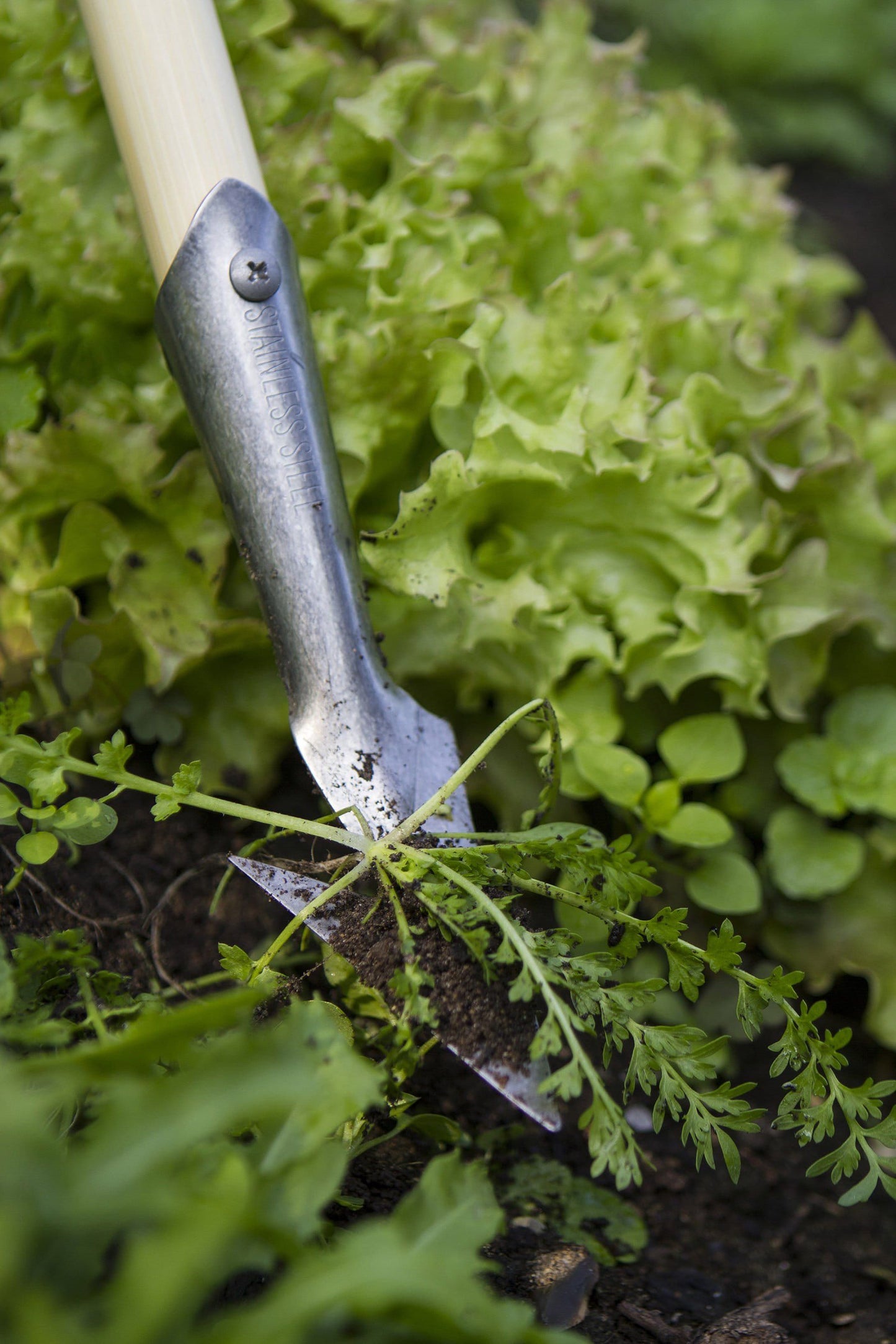 Darlac DP2592 Weeding Spear Hoe Short UK SHIPPING ONLY