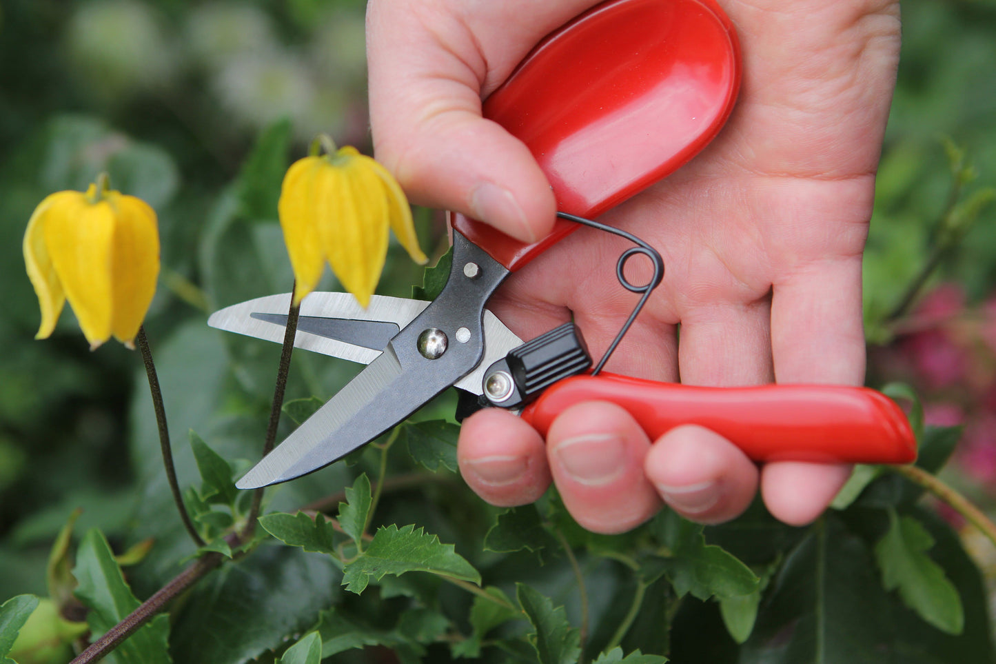 Darlac DP830 Floral Shear UK SHIPPING ONLY