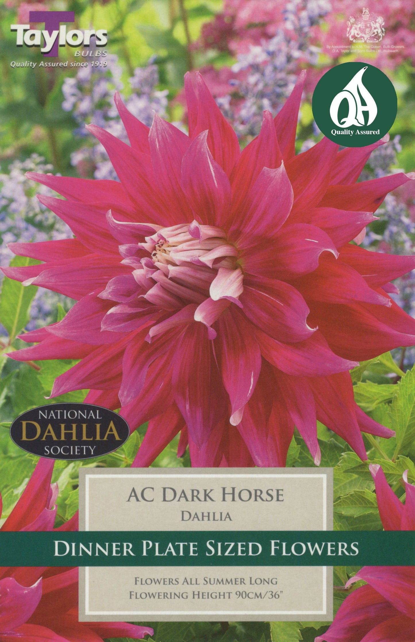 Taylors Flower - Dahlia - Dark Horse - 1 Tuber