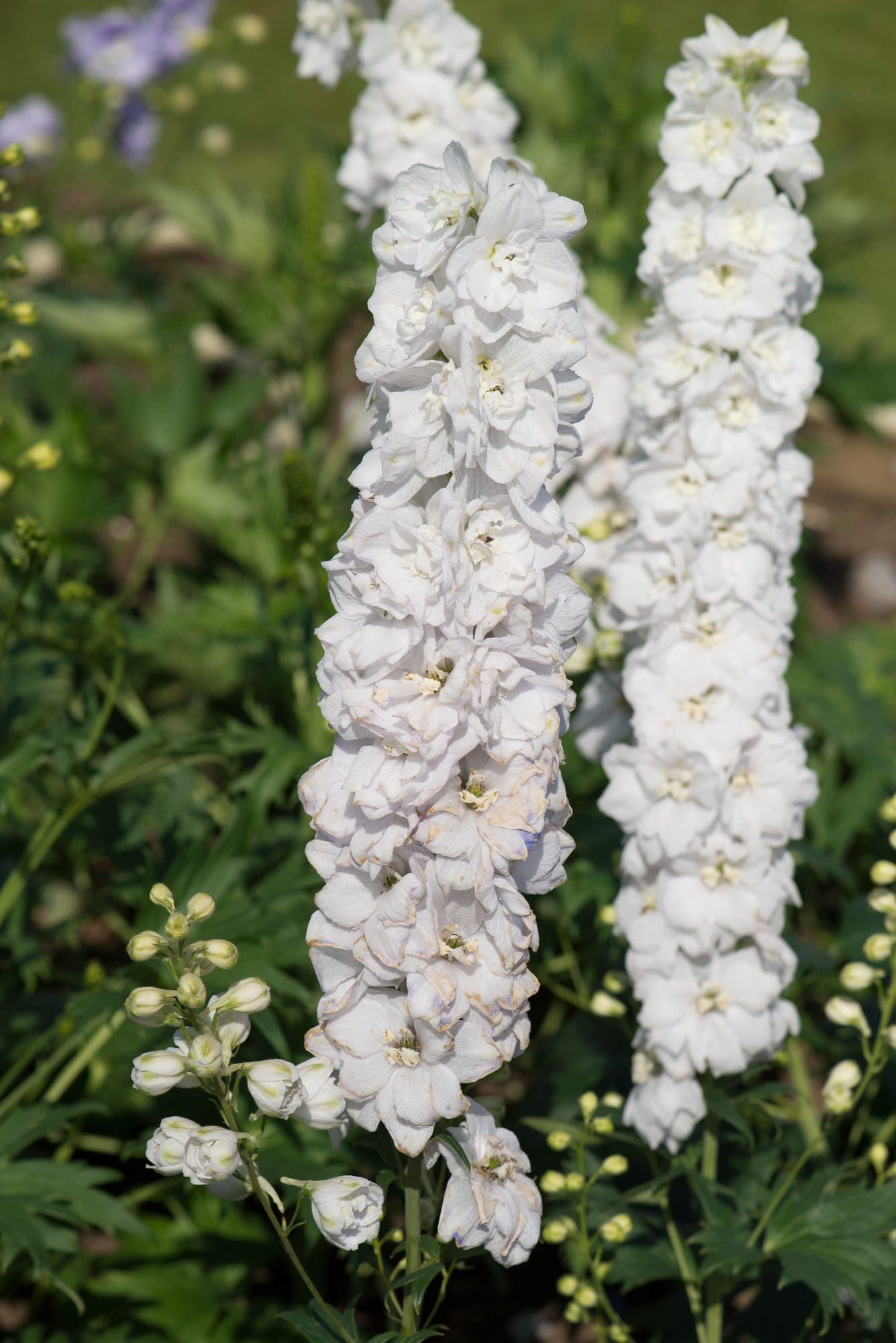 Delphinium Guardian F1 Hybrid White Seeds