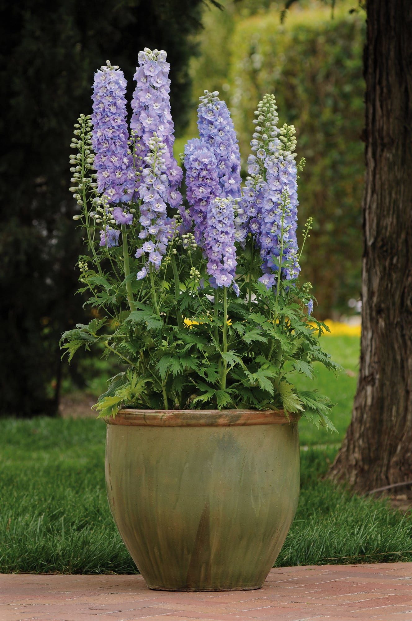 Delphinium Guardian F1 Hybrid Lavender Seeds