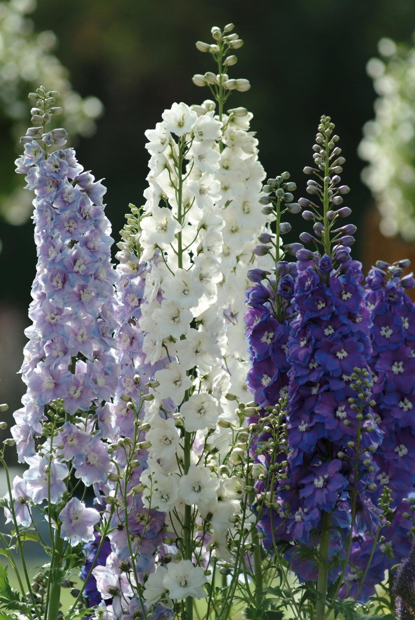 Delphinium Guardian F1 Hybrid Mix Seeds