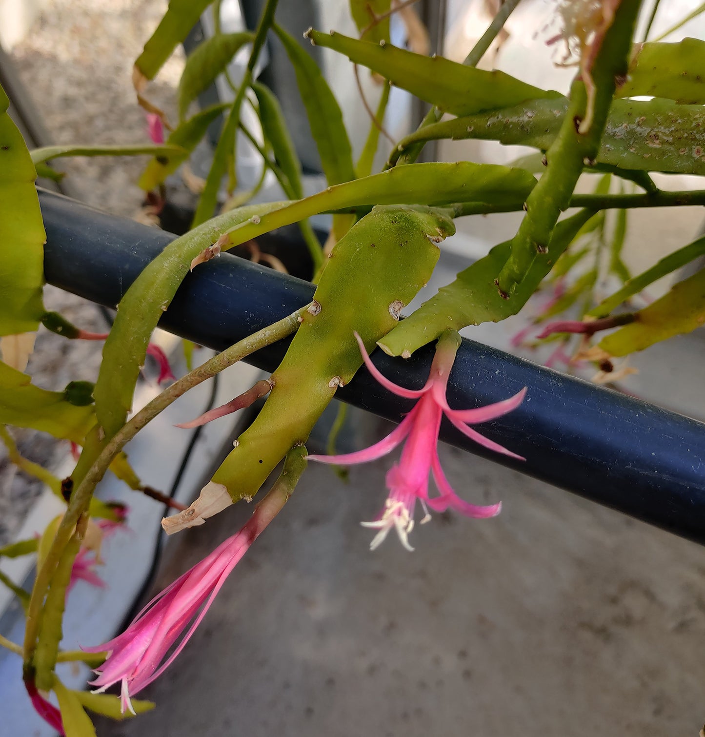 Cactus - Disocactus biformis Seeds