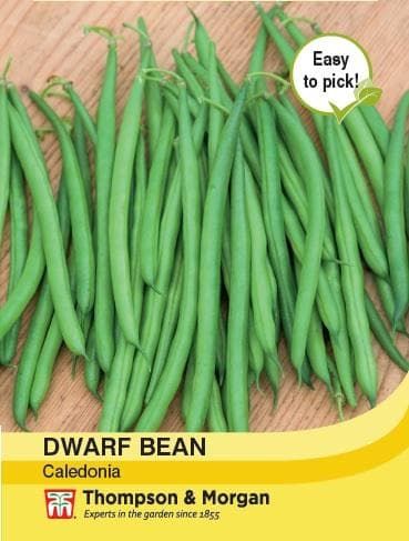 Thompson & Morgan Dwarf Bean Caledonia 100 seed