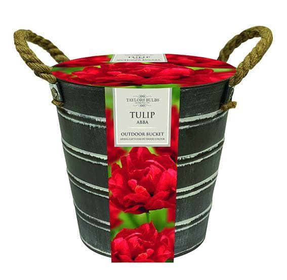 Taylors Outdoor Metal Buckets Tulip Abba