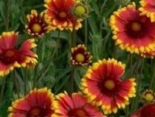 Gaillardia New Giant Hybids Seeds