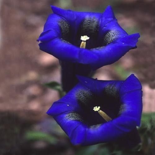 Gentiana acaulis Seeds