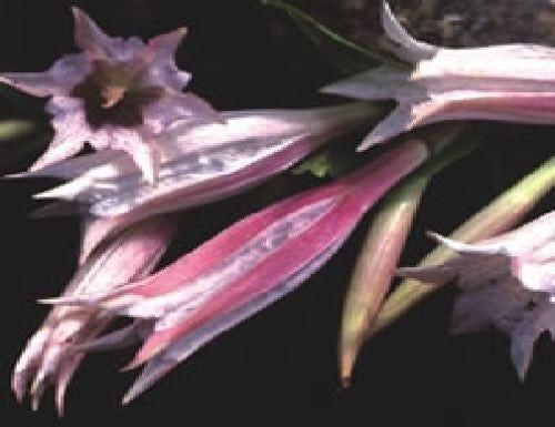 Gentiana asclepiadea Pink Swallow Seeds