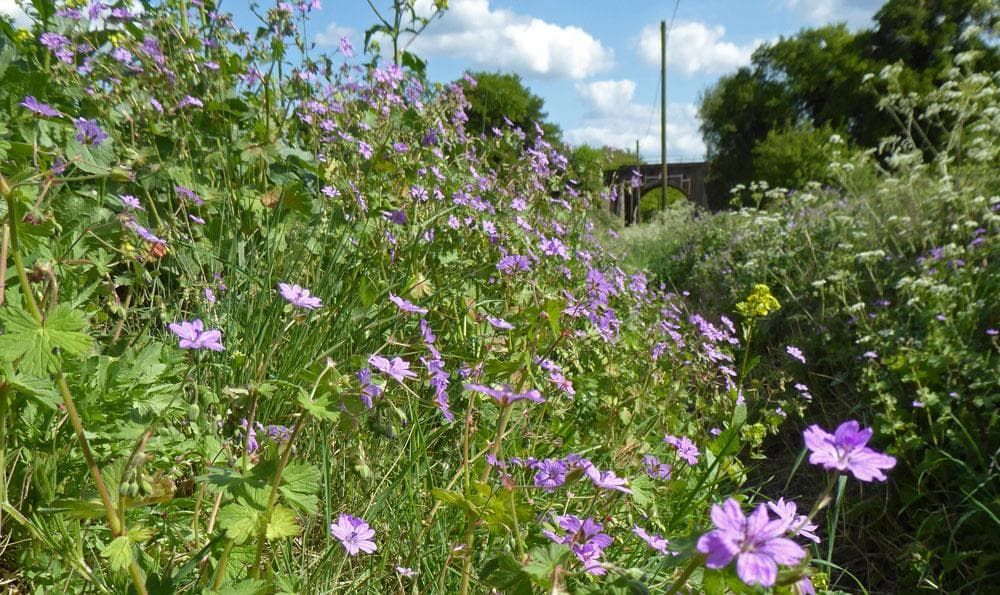Geranium Pyrenaicum Hedgerow Crane's Bill Seeds