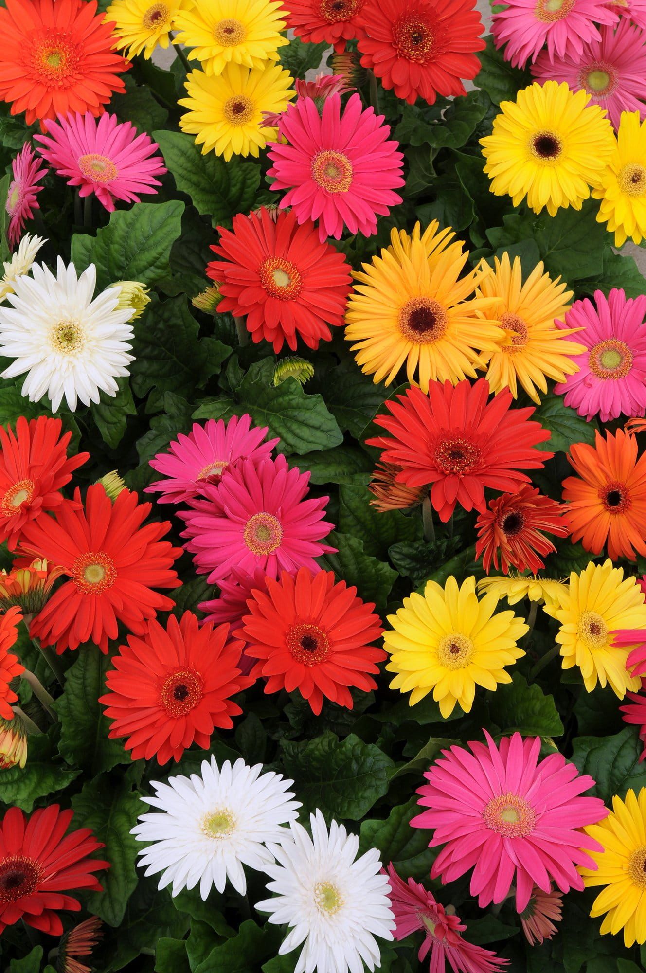 Gerbera Mega Revolution Select Mix Seeds