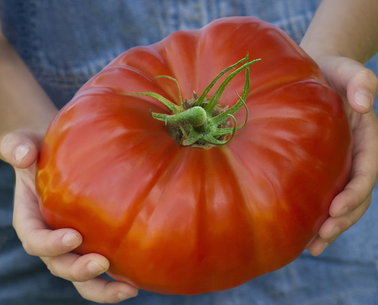 Tomato Gigantomo F1 Hybrid Seeds