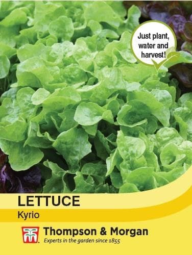 Thompson & Morgan Lettuce Kyrio 250 seed