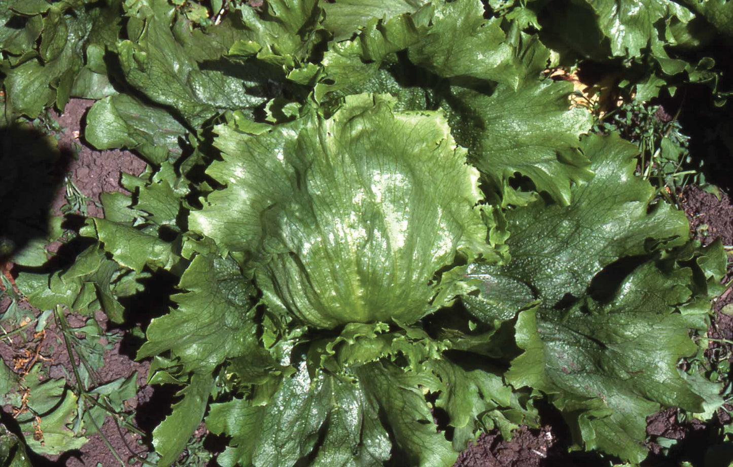 Lettuce Lakeland Seeds