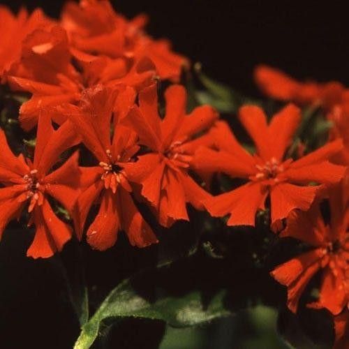Lychnis chalcedonica Seeds
