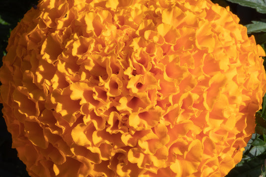 African Marigold Olleya Seeds