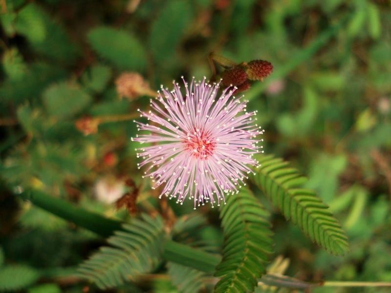 Mimosa pudica Sensitive Plant Seeds