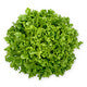 Lettuce Green Incised Mistergus RZ - LS11200 Seeds